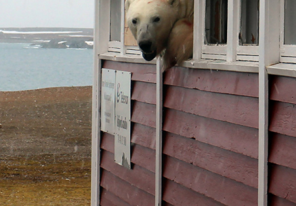 Πολική αρκούδα έκλεψε... σοκολατάκια από ξενοδοχείο! (photos)