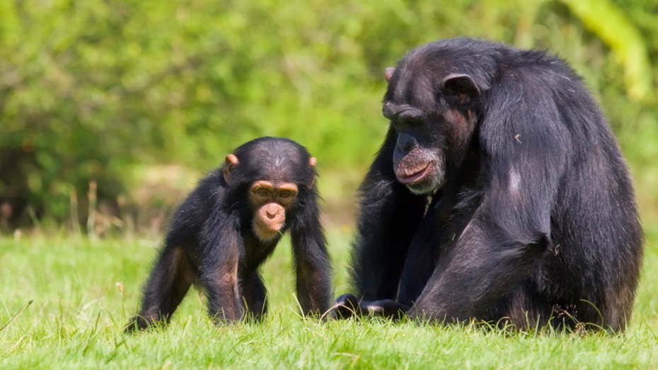 http://www.dreamstime.com/stock-images-chimpanzee-baby-image5768194