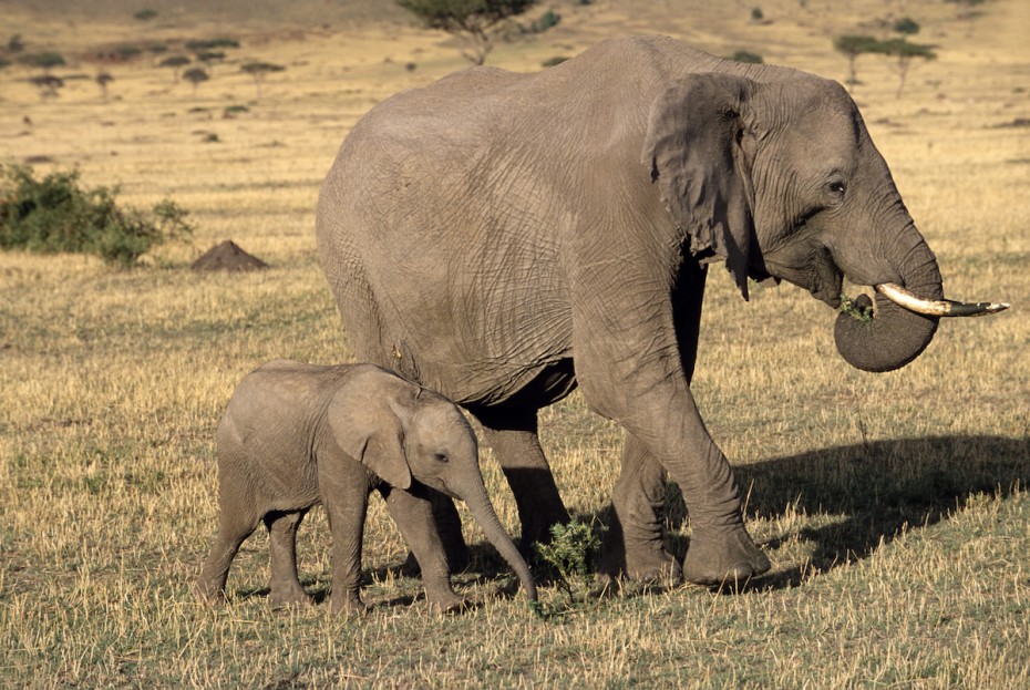 African Elephant Mother and Baby