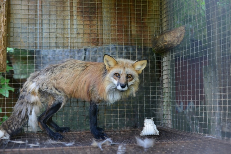 fox-farm