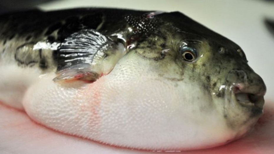 fugu-fish