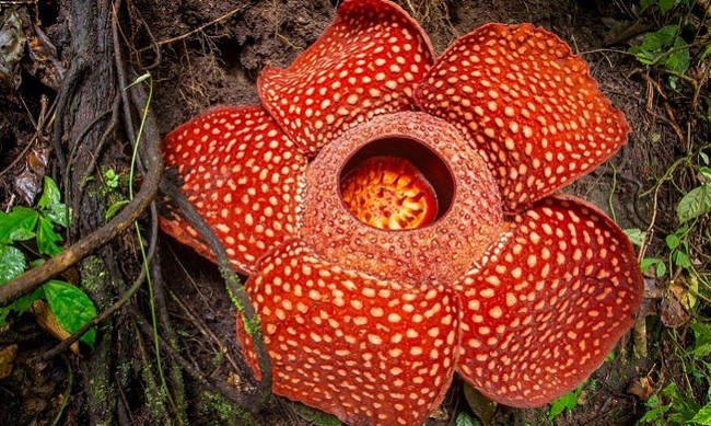 rafflesia-arnoldii-doodle-google
