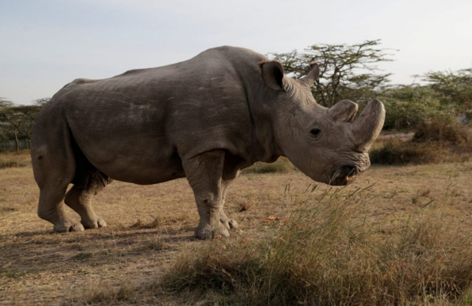 Sudan-rhino