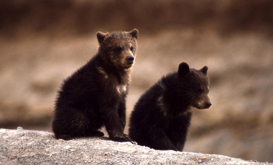 Φλώρινα: Αρκούδα με τα δύο μικρά της βρήκε καταφύγιο σε αυλή ακατοίκητου σπιτιού