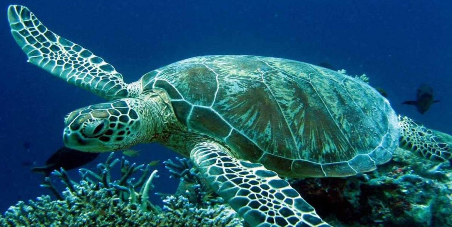 Νεκρή θαλάσσια χελώνα στη Σαλαμίνα