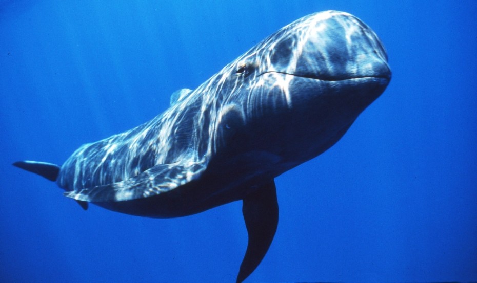 Φάλαινα βρέθηκε νεκρή έχοντας καταπιεί 80 πλαστικές σακούλες!