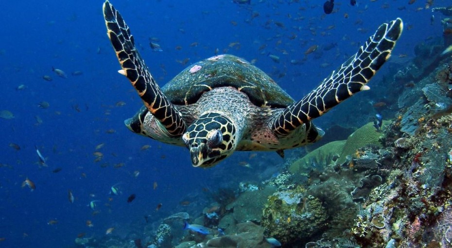 Ταϊλάνδη: Προστατευόμενο είδος χελώνας, πέθανε επειδή κατάπιε πλαστικές σακούλες