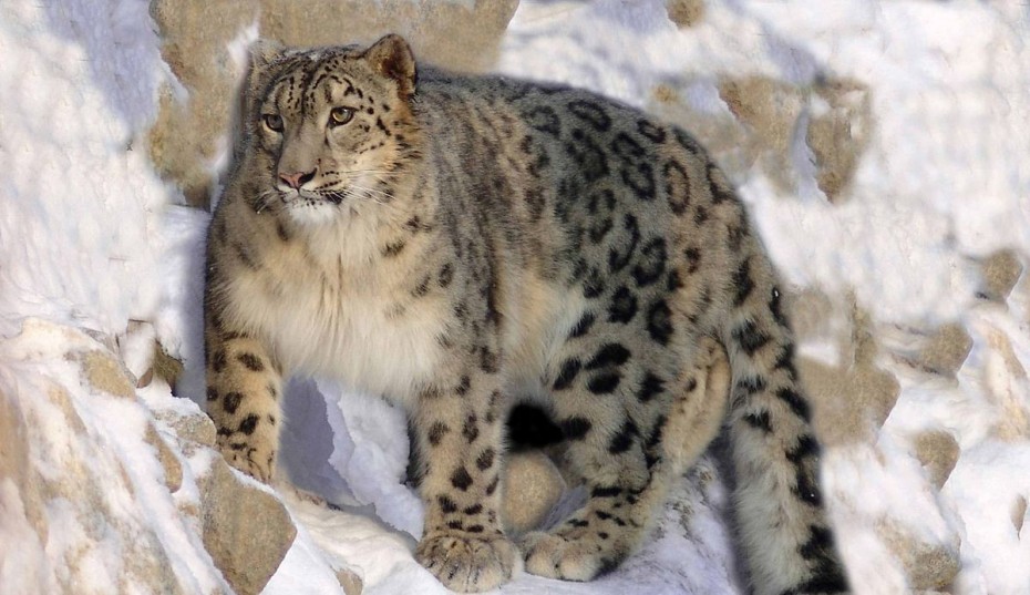Θιβέτ: Θεαματική αύξηση στον πληθυσμό των άγριων ζώων που απειλούνται με εξαφάνιση