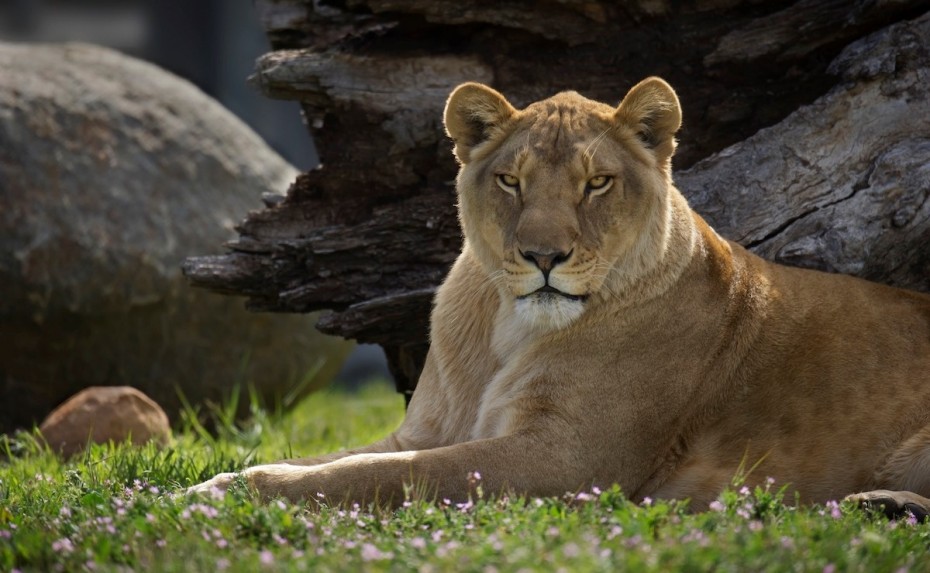 Δύο τίγρεις, δύο λιοντάρια κι ένα τζάγκουαρ το έσκασαν από ζωολογικό κήπο!