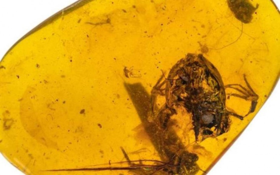 Ανακαλύφθηκαν βάτραχοι παγιδευμένοι μέσα σε κεχριμπάρι
