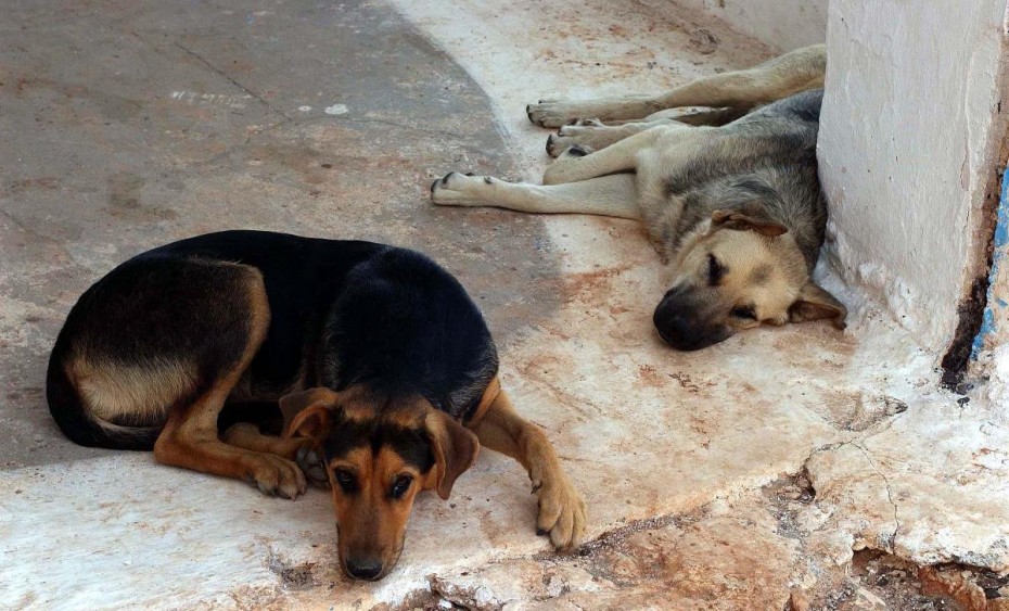 Χανιά: Πρωτοβουλίες για τον περιορισμό του φαινομένου των αδέσποτων ζώων