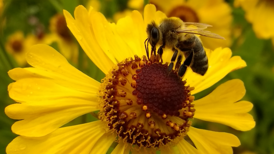Οι μέλισσες μπορούν να εθιστούν στα φυτοφάρμακα!