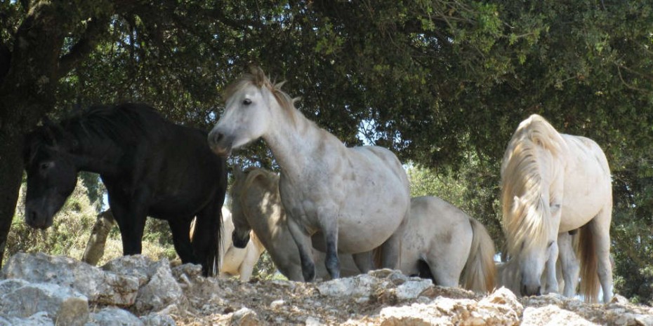 Φρίκη στη Θεσπρωτία: Πυροβολούν και σκοτώνουν άλογα