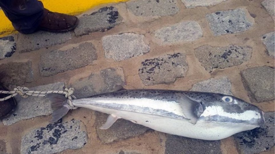 Χανιά: Γέμισε η θάλασσα λαγοκέφαλους - Μεγάλη οικονομική ζημιά στους ψαράδες