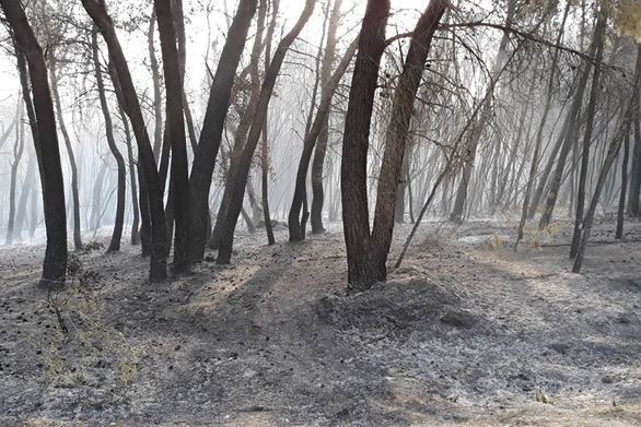 Οικολογική καταστροφή από την πυρκαγιά στη Στροφυλιά της Ηλείας