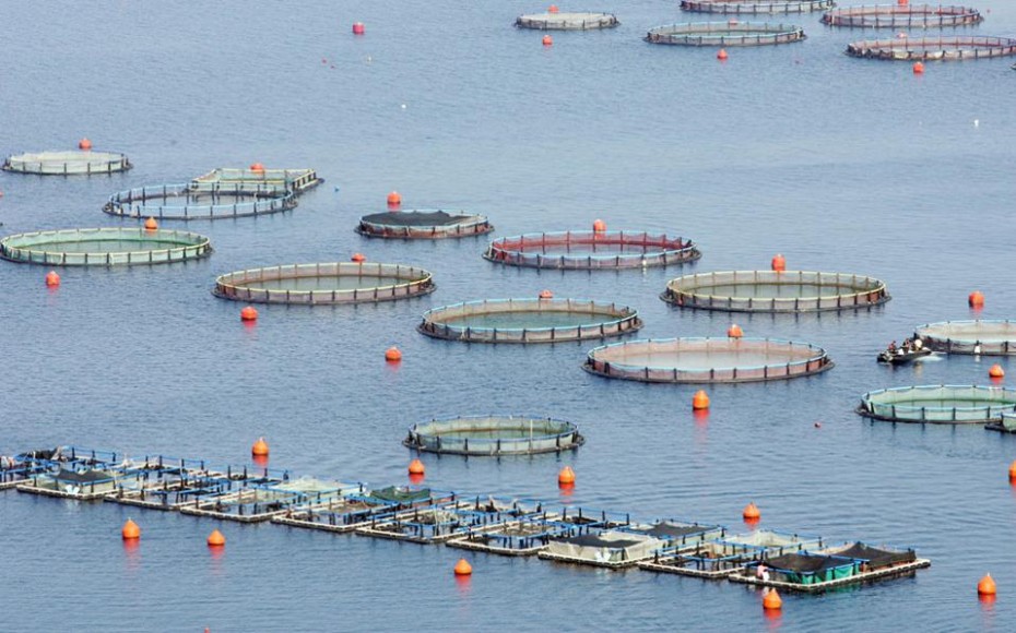 Globefish: «Βαρίδι» η τουρκική παραγωγή για τις τιμές στα ψάρια ιχθυοκαλλιέργειας