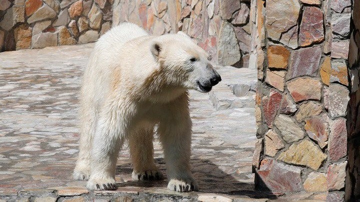 Ρωσία: Πολική αρκούδα βρέθηκε να κάνει... βόλτες σε πόλη της Σιβηρίας