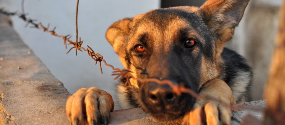 Αυστηρότερες ποινές για την κακοποίηση ζώων -Τι προβλέπει το νομοσχέδιο