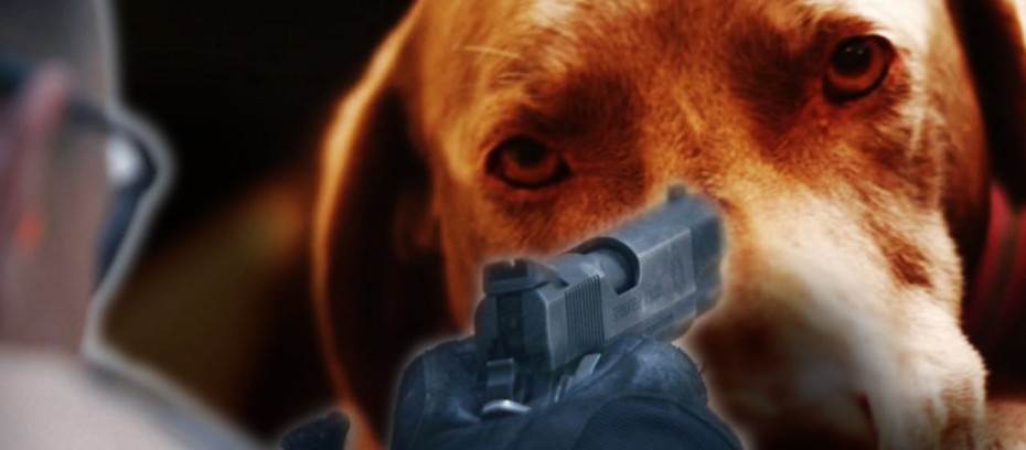 Ηράκλειο Κρήτης: Σύλληψη του άντρα που πυροβόλησε εν ψυχρώ αδέσποτο σκύλο