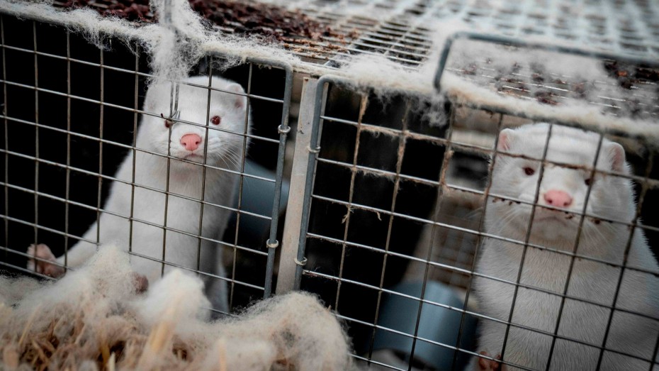 Καστοριά: 10 κρούσματα σε φάρμες μινκ - Αναμένονται αποτελέσματα από δείγματα των ζώων