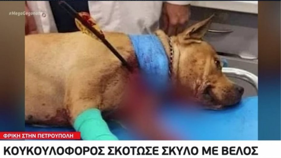Έρευνες της ΕΛ.ΑΣ για τον εντοπισμό άνδρα που σκότωσε με βέλος σκύλο στην Πετρούπολη