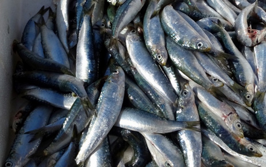 Σαρδέλα Καλλονής: Το πρώτο ΠΟΠ θαλασσινό προϊόν