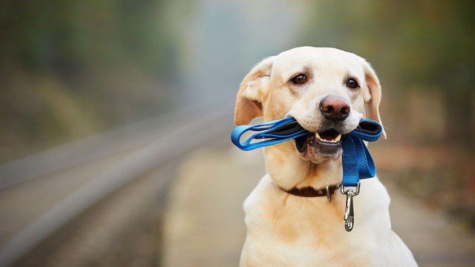 Πρόστιμο 300 ευρώ σε ιδιοκτήτες σκύλων που βγάζουν βόλτα το κατοικίδιό τους χωρίς λουρί