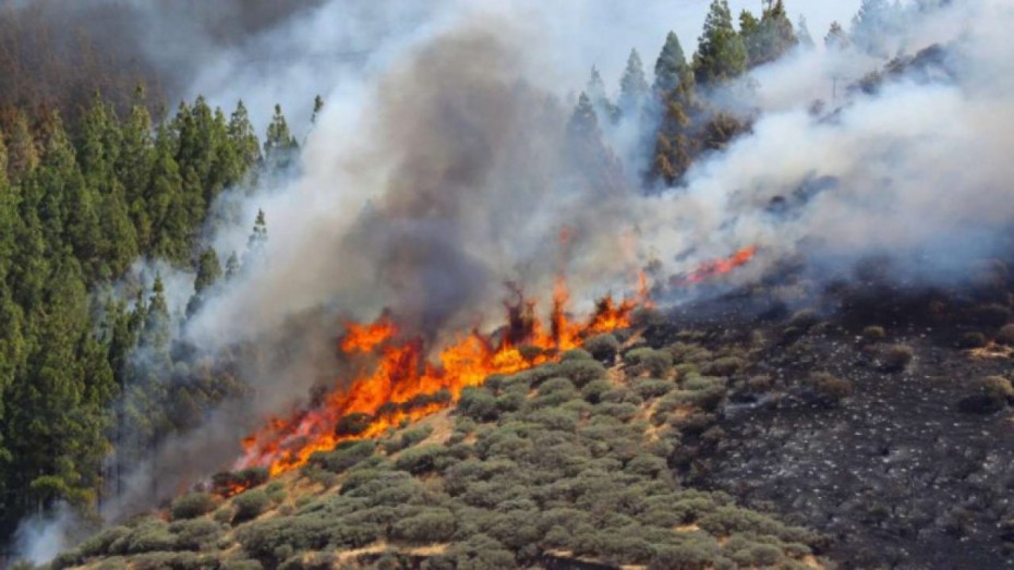 Άγιο Όρος: Σε εξέλιξη πυρκαγιά - Επιχειρούν ισχυρές δυνάμεις