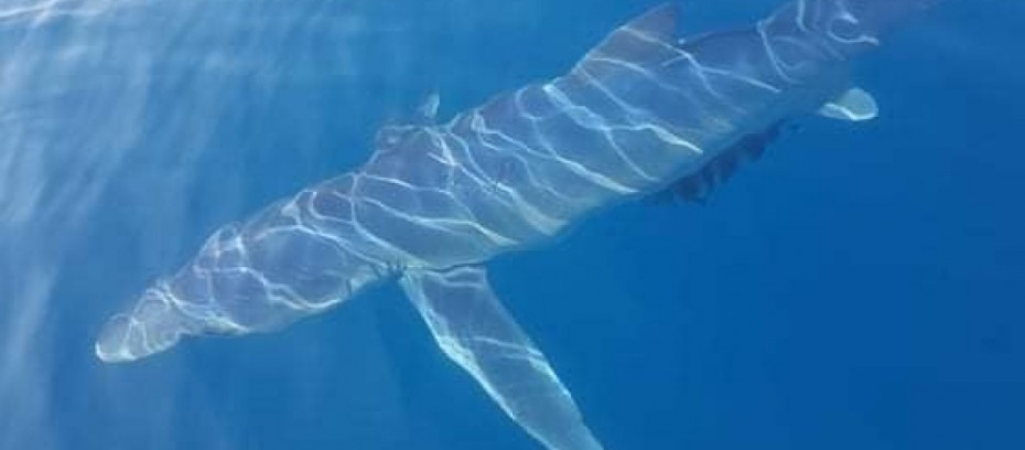 Απειλούμενος γλαυκοκαρχαρίας εντοπίστηκε να κολυμπάει στα νερά της Κινέτας