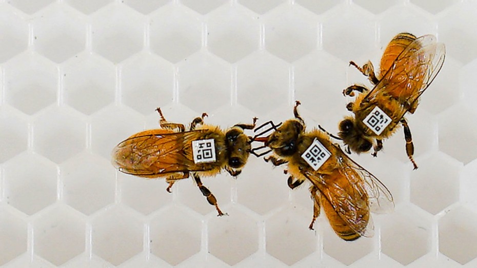 Ολλανδία: Και...μέλισσες στον αγώνα κατά του Covid-19