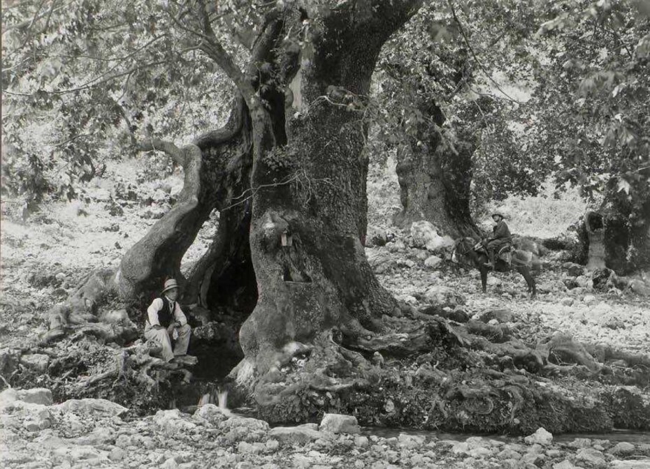 Ινστιτούτο Πολιτισμού Μεσσηνίας: Σήμανση των αιωνόβιων δέντρων που σχετίζονται με την Ελληνική Επανάσταση