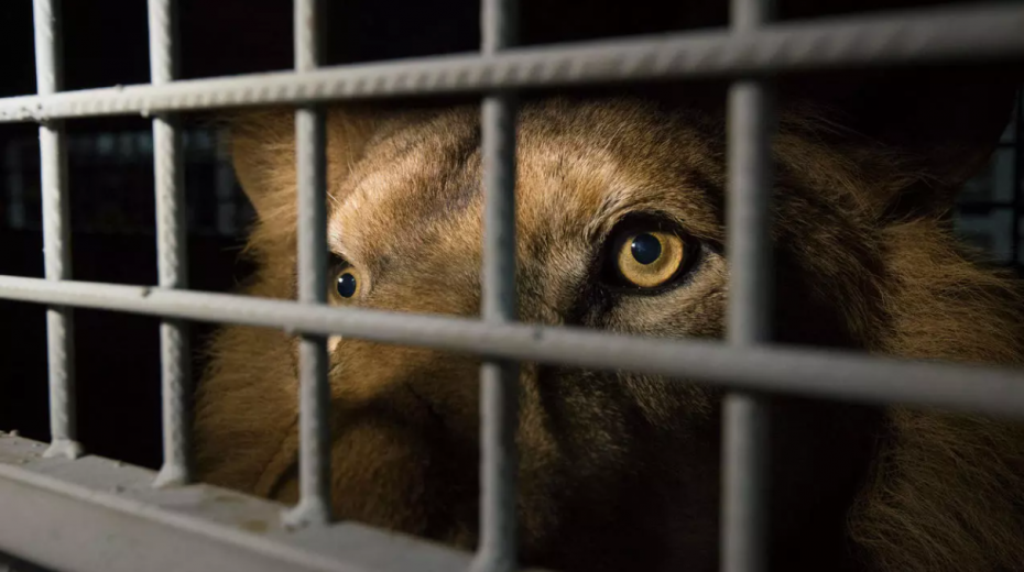 Νότια Αφρική: «Φρένο» στην εκτροφή λιονταριών σε αιχμαλωσία βάζει η κυβέρνηση