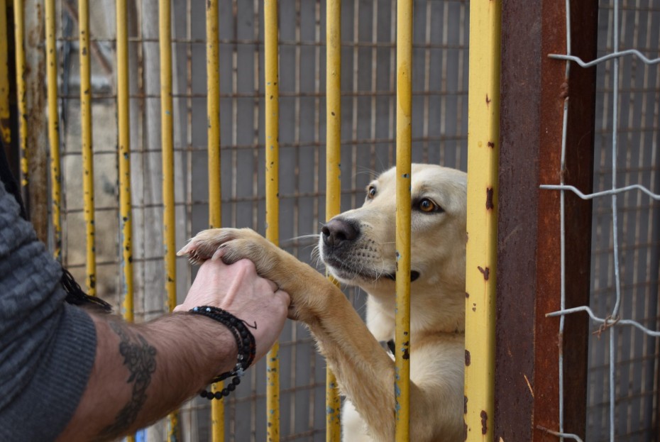 Ηράκλειο: Κίνητρα για υιοθεσία αδέσποτων ζώων, από τον δήμο