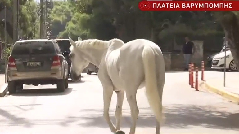 Απομακρύνονται τα άλογα από ιππικούς ομίλους της Βαρυμπόμπης