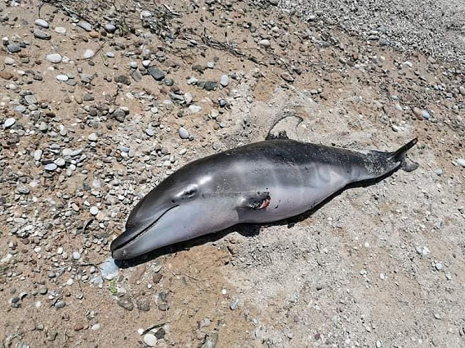 Θεσσαλονίκη: Νεκρό δελφίνι στο δήμο Θερμαϊκού