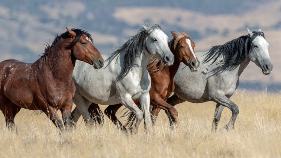 Ρ. Ρέντφορντ - Μπ. Σπρίνγκστιν: Ενώνουν τις δυνάμεις τους για το ντοκιμαντέρ «The Mustangs: America’s Wild Horses»: 