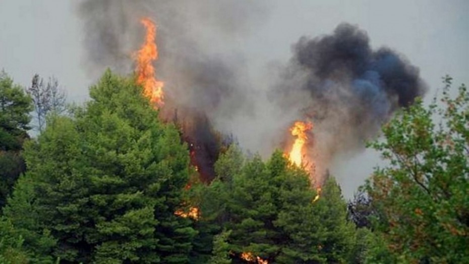 Φωτιά τώρα στη Βοιωτία: Μεγάλη κινητοποίηση της Πυροσβεστικής