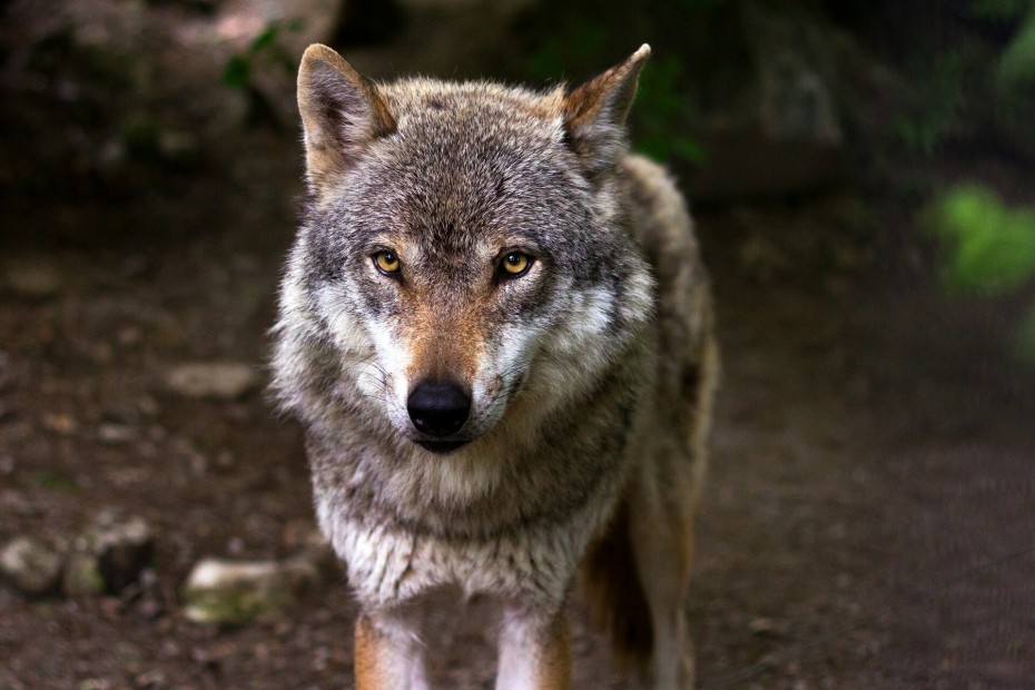 Οδηγίες και ενέργειες από την «Καλλιστώ» για την αντιμετώπιση των λύκων