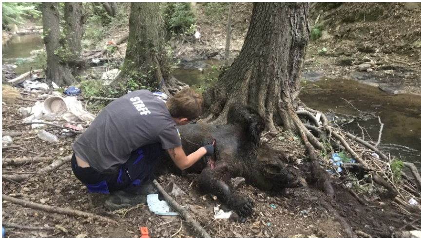 Κτηνωδία στη Φλώρινα με τρεις νεκρές αρκούδες από πυροβολισμούς, η μία θήλαζε ακόμα