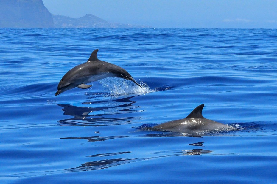 Το... ερωτικό κίνητρο φέρνει πιο κοντά τα δελφίνια που δημιουργούν μεγάλα συμμαχικά δίκτυα