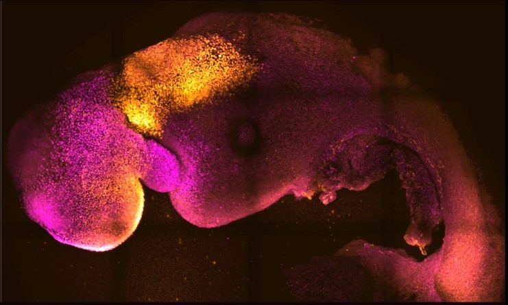 Επιστήμονες δημιούργησαν συνθετικό έμβρυο ποντικιού από βλαστοκύτταρα