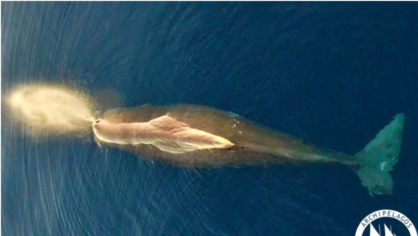 Ο φακός «συνέλαβε» φάλαινα φυσητήρα που ζει μεταξύ Χίου, Σάμου και Ικαρίας