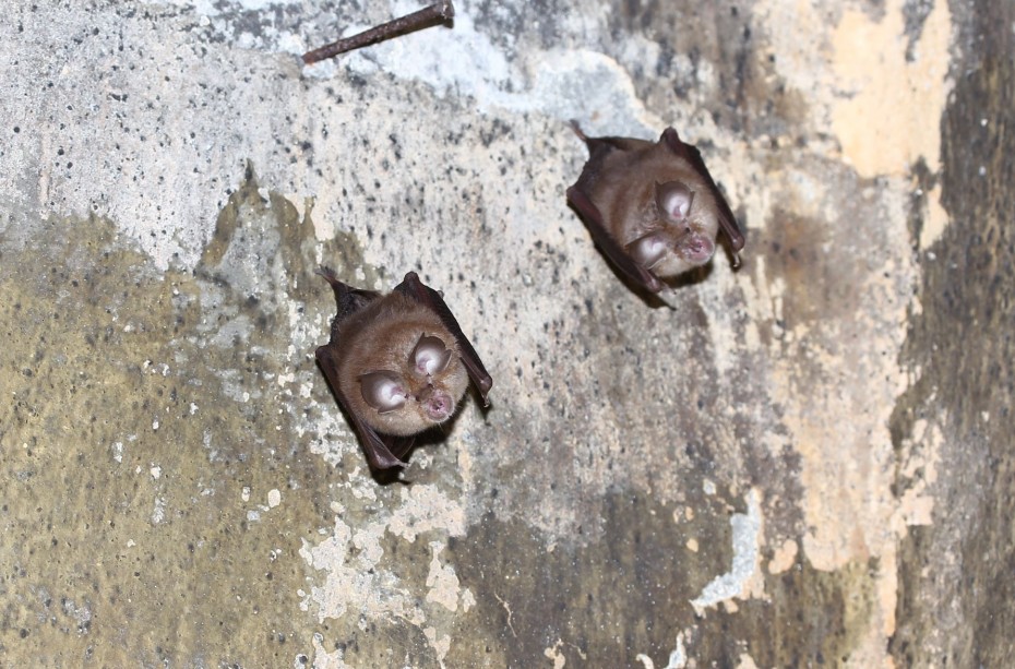Θεσσαλονίκη: Βραδιά γνωριμίας με τις... νυχτερίδες διοργανώνεται στο Αγγελοχώρι
