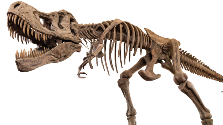 5,6 εκατ. ευρώ για σκελετό Τυραννόσαυρου Ρεξ σε δημοπρασία