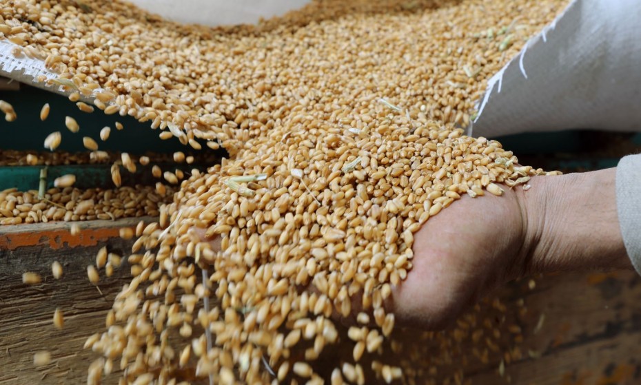 Η Ρωσία μπορεί να εξάγει 50-55 εκατ. τόνους σιτηρών τη διετία 2023-'24