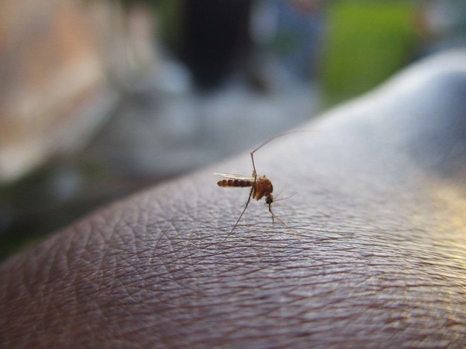 Συναγερμός από το ECDC για τις ασθένειες που μεταδίδουν τα κουνούπια